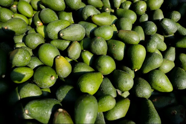 الأفوكادو من ثمرة محلية قديمة إلى صناعة غذائية عالمية بمليارات الدولارات