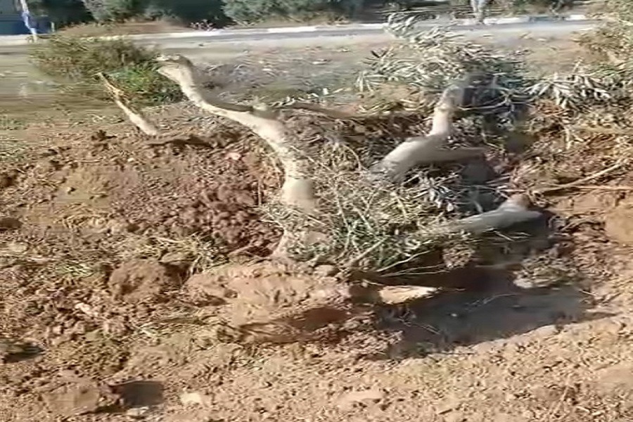 فلسطين المحتلة| الاحتلال يقتلع العشرات من أشجار الزيتون على الطريق الواصل بين بلدتي عرابة ويعبد جنوب غرب جنين في الضفة الغربية المحتلة