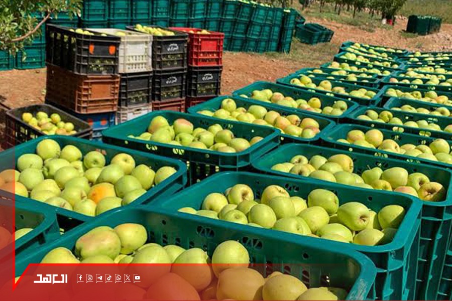 فائض تفاح.. هل من حل لأزمة التصدير؟
