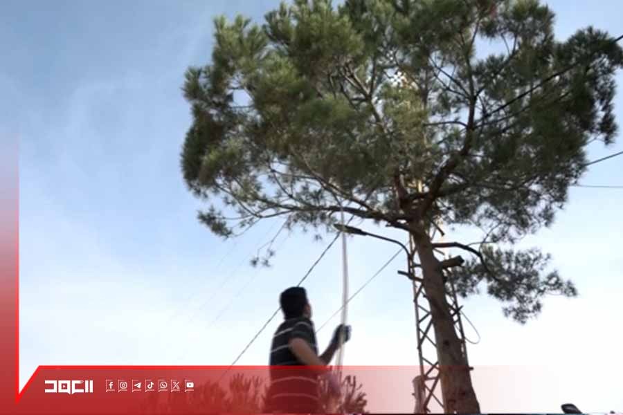 الصنوبر .. ثروة بيئية ومورد مالي للبلديات