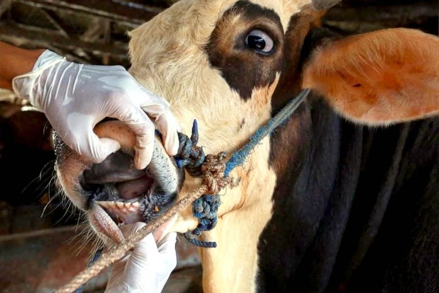 نتائج أولية لوزارة الزراعة حول الحمى القلاعية: دخل عبر التهريب غير المشروع