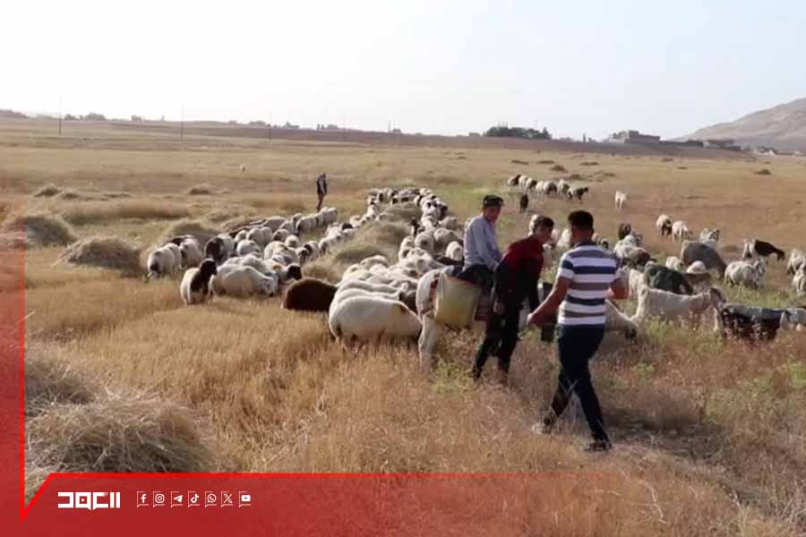 قرية باصخراة .. اسم ارتبط بتربية المواشي منذ عقود