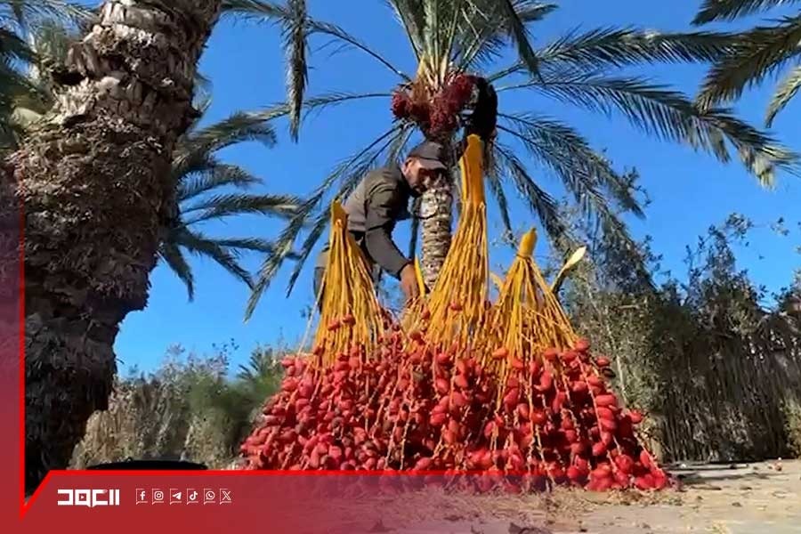 موسم البلح في غزة... حصاد مثقل بالخسائر والمعاناة
