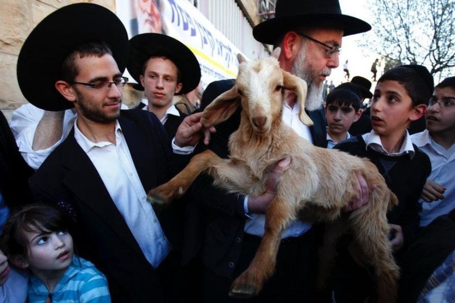 محافظة القدس تحذّر من محاولات مستعمرين إدخال القرابين الحيوانية إلى الأقصى