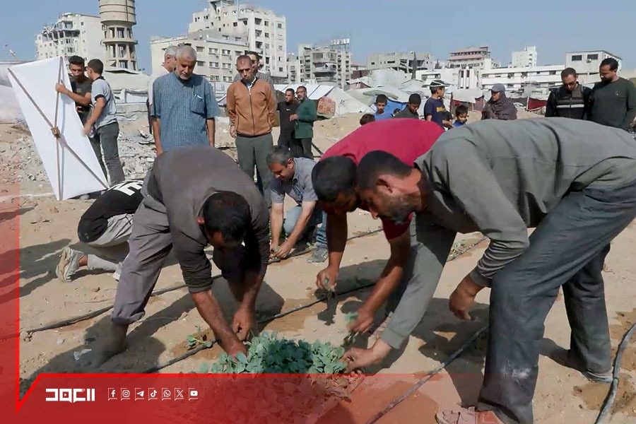 بعدما دمّر الاحتلال 90% من الأراضي الزراعية في غزة.. المزارعون يستصلحون مساحات جديدة