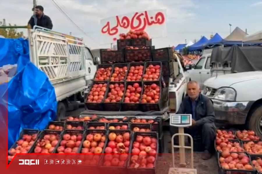 35 عاماً في زراعة الرمان .. مزارع أزاد محمد معروفةٌ في العراق وخارجه