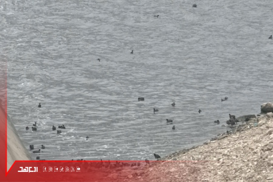أمطار في البقاع الغربي تنعش القرعون.. والطيور المهاجرة تحطّ في البحيرة