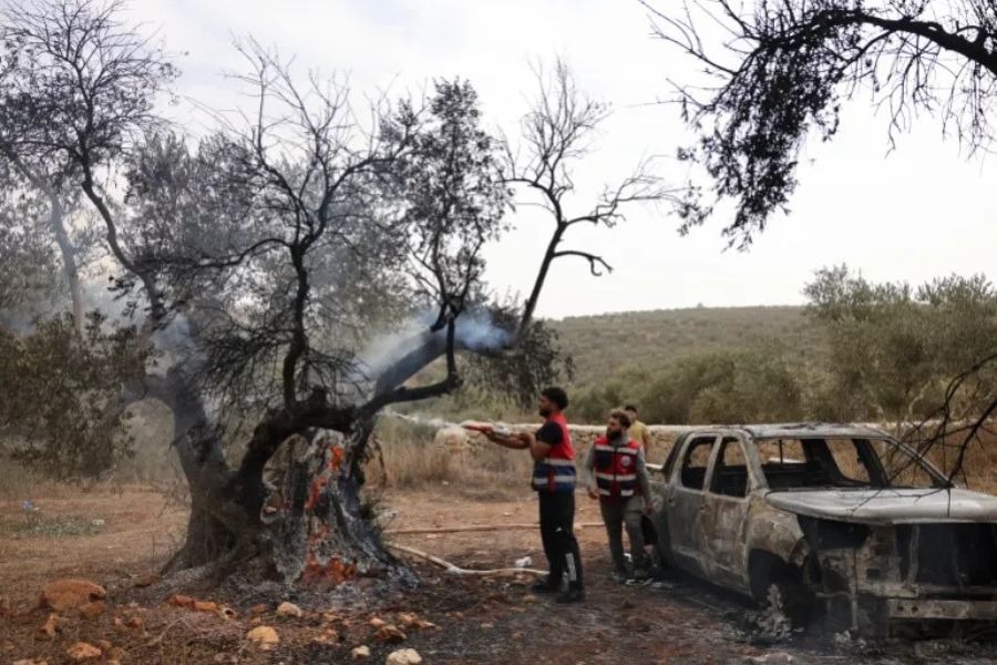 العدو يشنّ حرب إبادة على زيتون الضفة