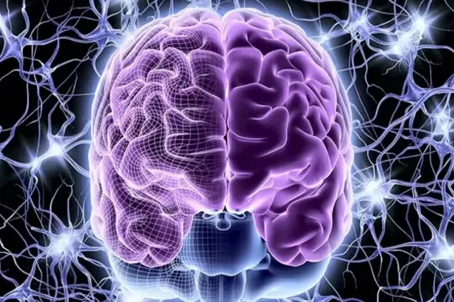 اكتشاف سر قدرة الدماغ على التنسيق بين المعلومات السريعة والبطيئة