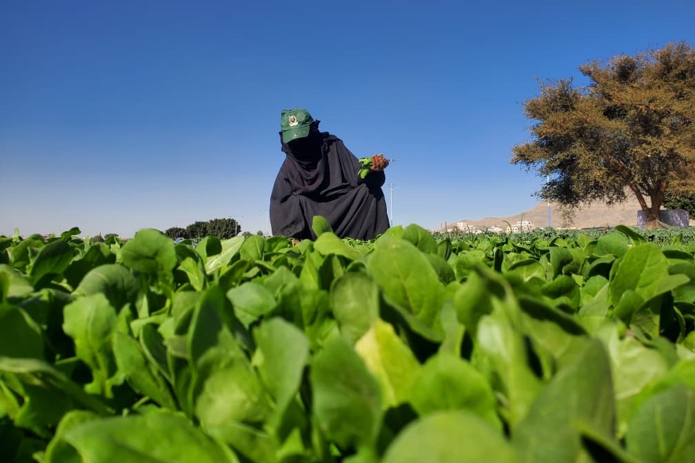 المرأة اليمنية ... جبهة صمود ونهضة زراعية
