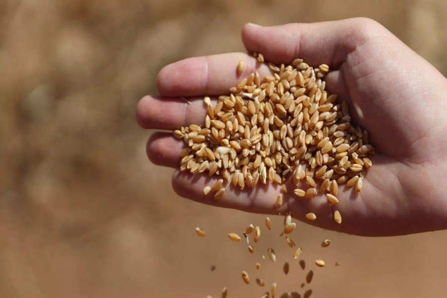 لبنان| رئيس نقابة مزارعي القمح والحبوب في البقاع: قرار وضع الضريبة على المحروقات كارثي وغير مدروس