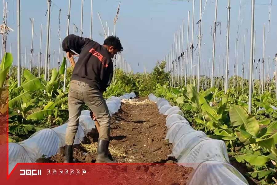 الزراعة في ساحل الجنوب: صعوبات غير مسبوقة تهدد رزق عدد كبير من العائلات