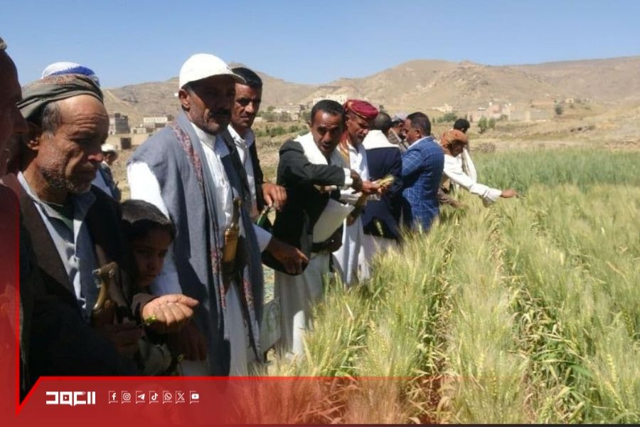 اليمن يحصد قمحه من أرضه.. ويكسر حصار التحالف