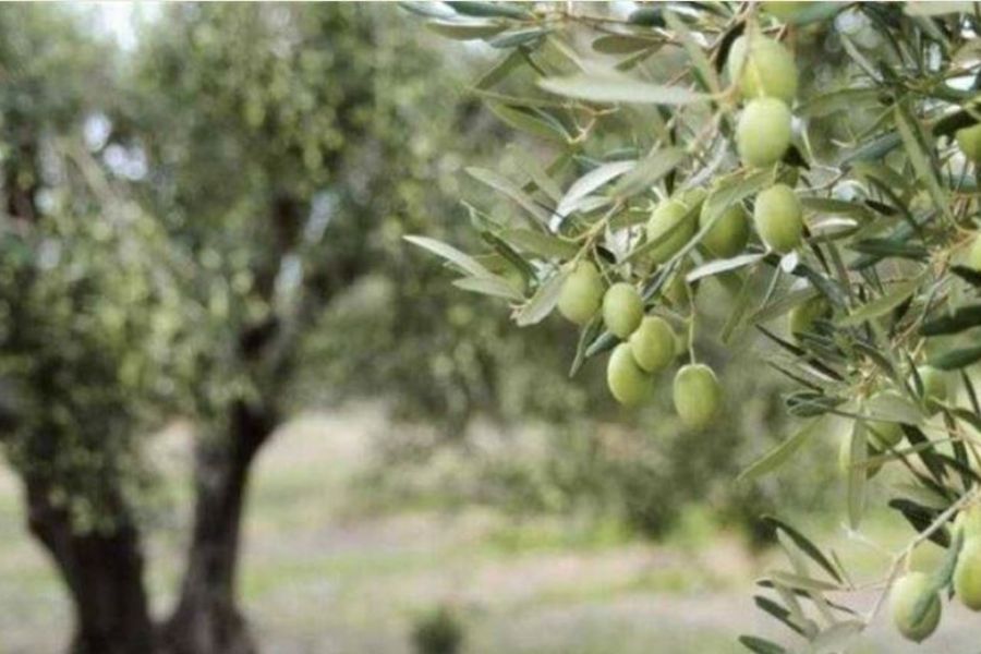 لبنان| مزارعو الزيتون في الكورة: لحماية المواسم الزراعية والممتلكات الخاصة