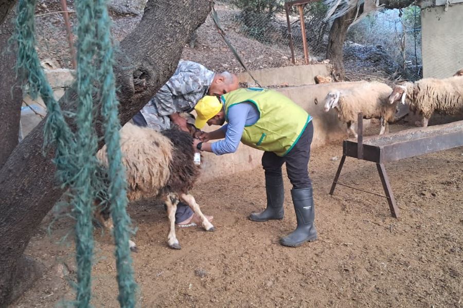 جهاد البناء تطلق حملة تحصين المواشي في منطقة جبل لبنان والشمال