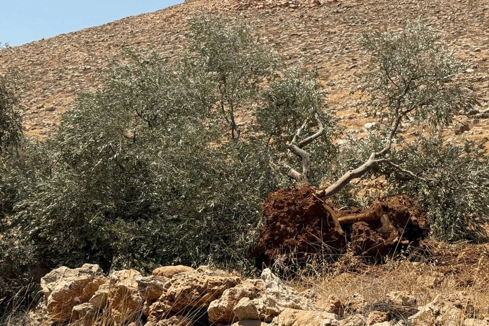 الكيان الصهيوني يقتلع 8 آلاف شجرة زيتون وخسائر بـ7 ملايين دولار