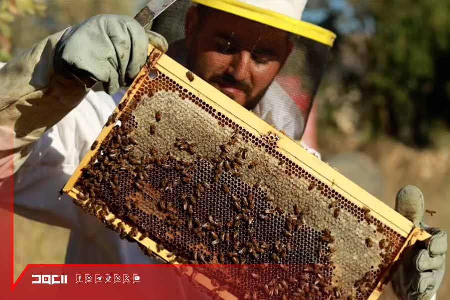 رغم الخسائر والتحديات .. قطاع النحل في القرى الحدودية يستعيد نشاطه
