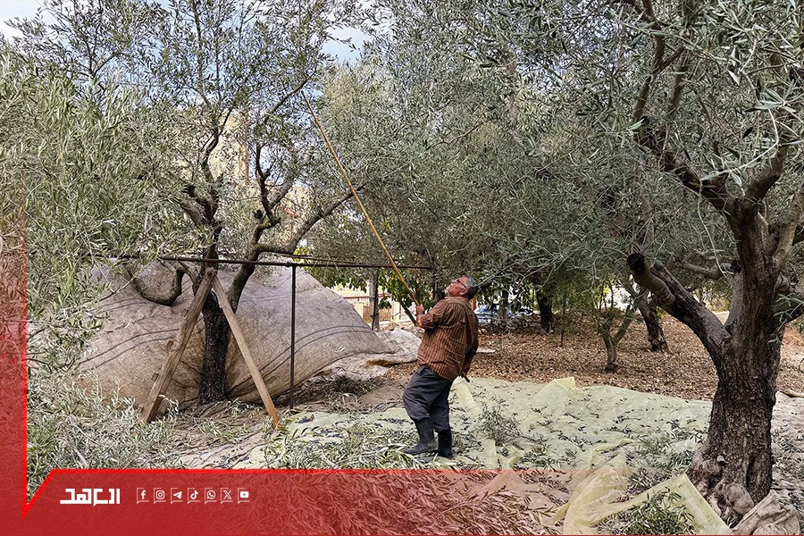 تراجع حصة الجنوب من إنتاج الزيتون بفعل العدوان.. أين دور السلطة في دعم المزارعين؟