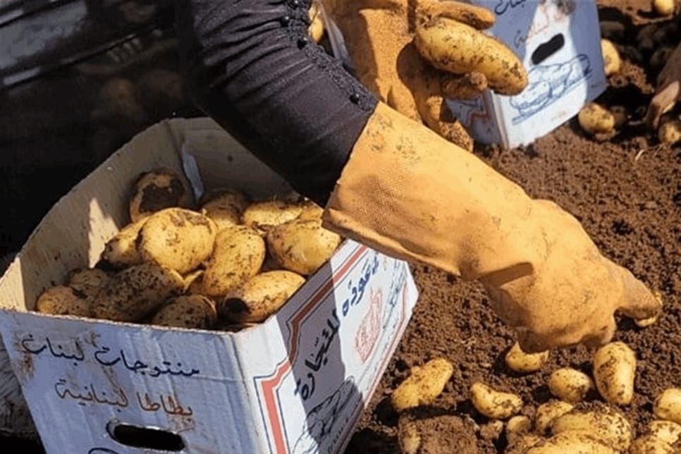 وزارة الزراعة: بطاطا بسعر الكلفة لحماية الأمن الغذائي
