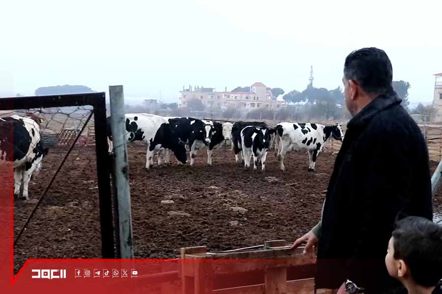 تفشّي الحمى القلاعية يضرب قطاع الماشية في لبنان ويهدّد الأمن الغذائي