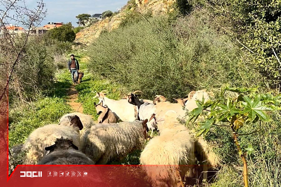 مرض يفتك بقطيع أغنام في 