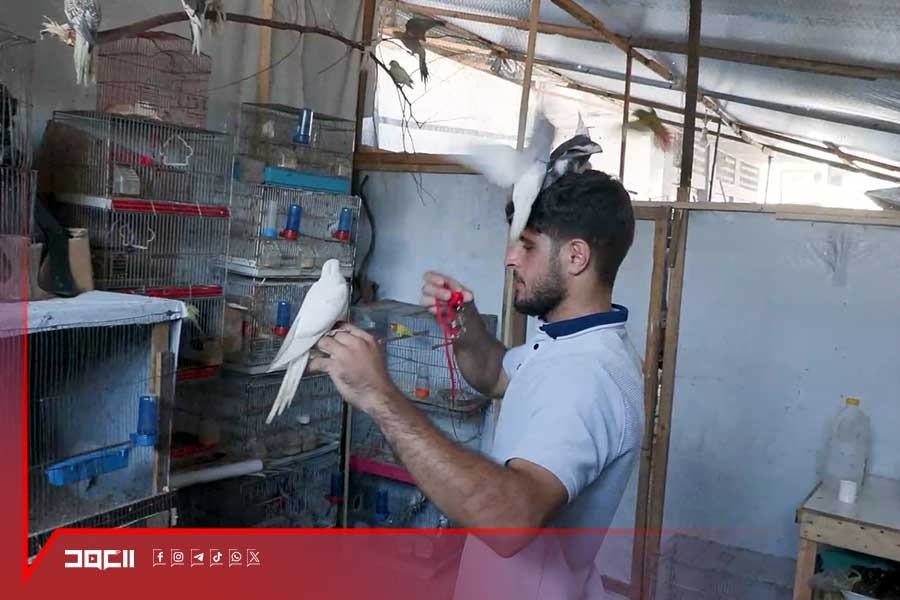   بعد الأسر والدمار.. الطيور تمنح فلسطينيًا في غزة سببًا للبدء من جديد