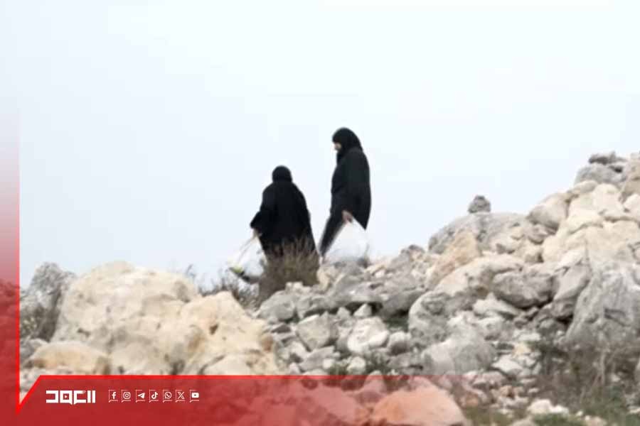 حين تنبت الأرض خيراً .. نساء البقاع الغربي يخرجن لموسم السليقة