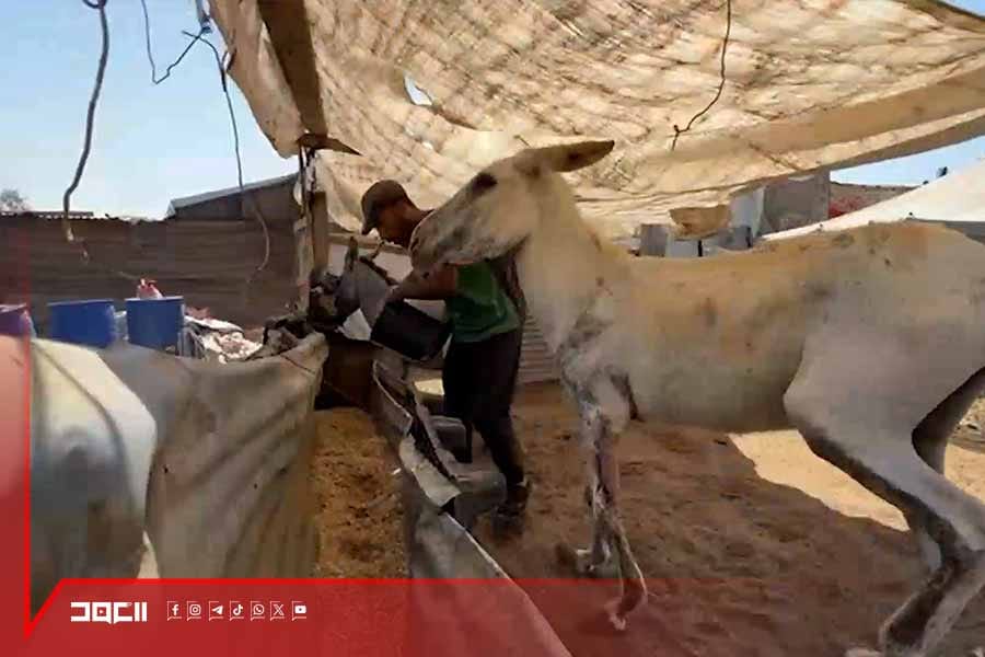 حيوانات غزة تحت الحصار أيضًا .. تجويع واستهداف لعربات النقل