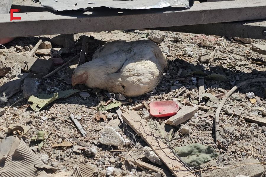 العدوان يطال أرزاق المدنيين في عين التينة.. وأصحاب المزرعة: باقون في أرضنا