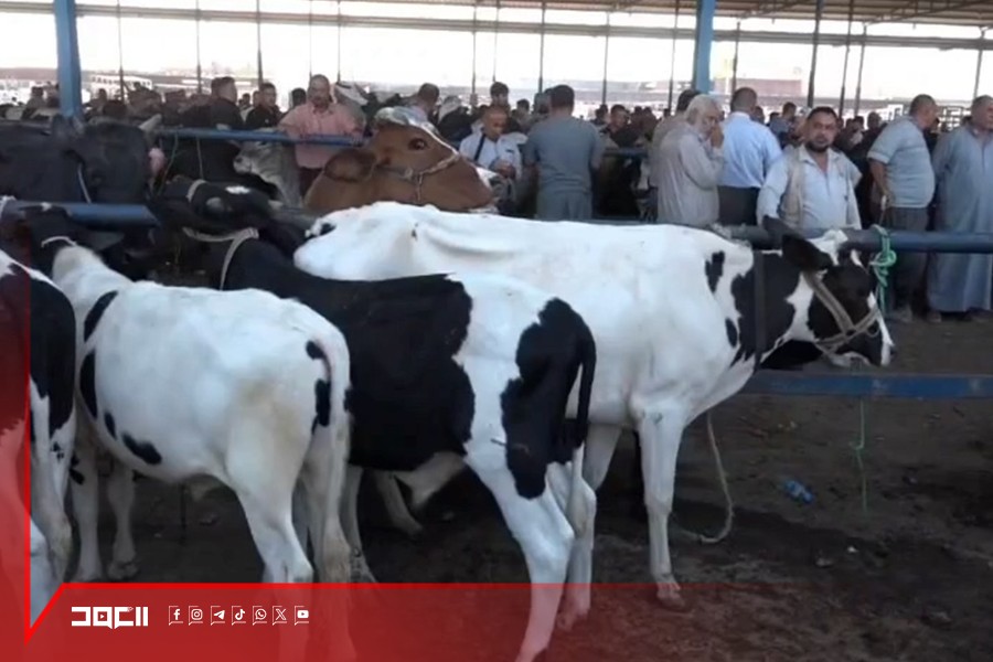 حركة الأضاحي في العراق نشطة رغم غلاء الأسعار
