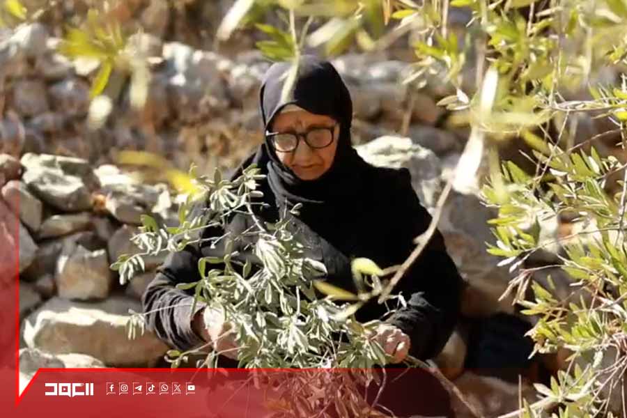 الزيتون في القرى الحدودية .. حصاد من مسافة صفر