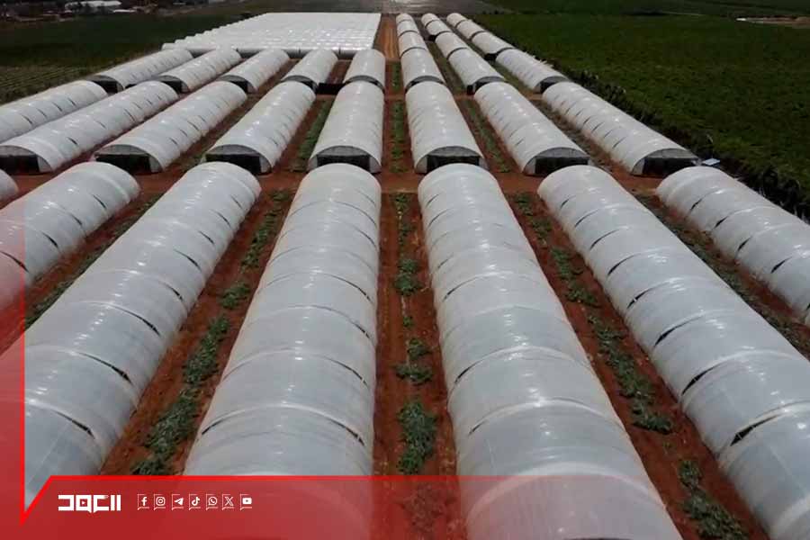 كارثة تضرب الموسم الزراعي في البقاع.. شح في المياه وتأخر بدفع التعويضات