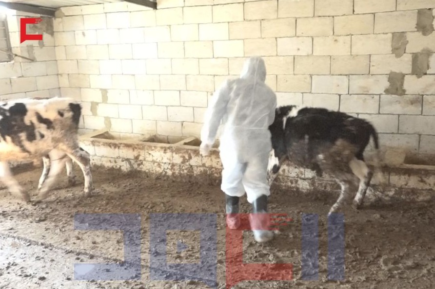 حملة تحصين واسعة في البقاع الغربي لحماية الثروة الحيوانية من الحمى القلاعية  