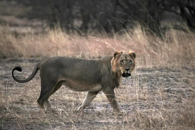 الذكاء الاصطناعي يفتح نافذة جديدة على عالم الأسود