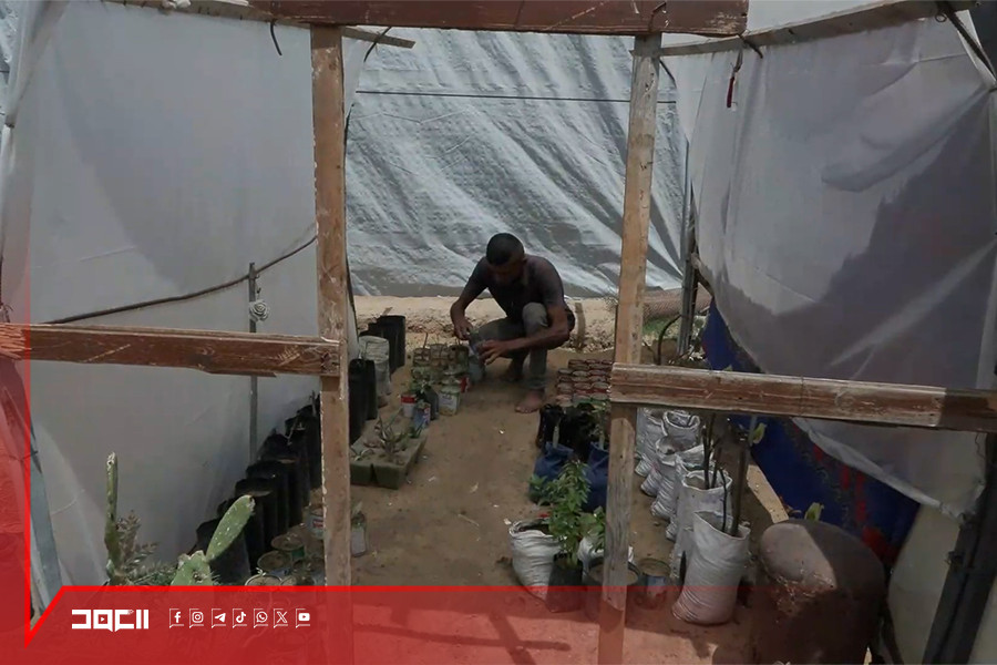في غزة.. الزراعة بين الخيام لتخفيف المعاناة
