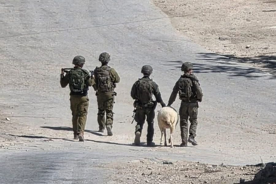 جنود صهاينة يسرقون 250 رأسًا من الماعز من سورية