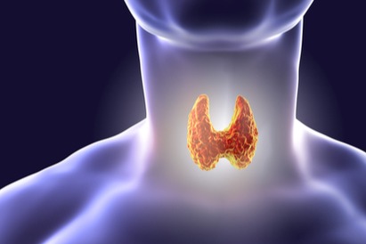 الجمعية الألمانية للتغذية: اليود عنصر لا غنى عنه لصحة الغدة الدرقية ونمو الجسم