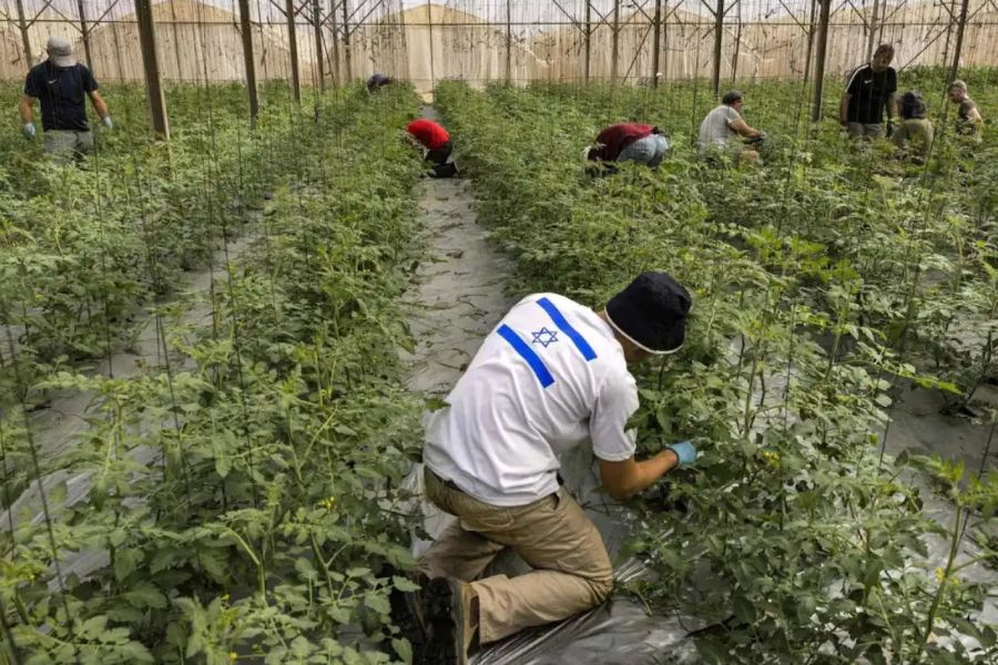 خسائر فادحة في القطاع الزراعي في 