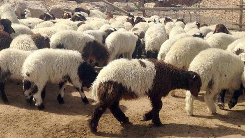 نقيب اتحاد القصابين وتجار المواشي في لبنان لـ