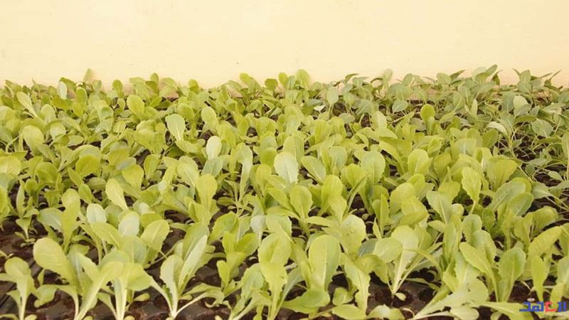 رشاف الجنوبية تقاوم الأوضاع الصعبة: كسوة شتاء.. زراعة وكهرباء بديلة