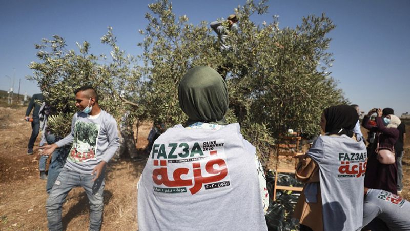 نشطاء فلسطينيون يطلقون حملة لحماية موسم الزيتون من اعتداءات المستوطنين