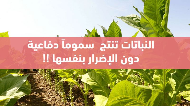 النّباتات تنتج مواد سامّة للدّفاع عن نفسها 