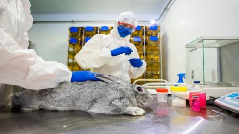 لقاح لحماية الحيوانات من