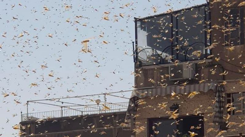 سوريا تُواصل مكافحة الجراد.. 7 محافظات تحت السيطرة