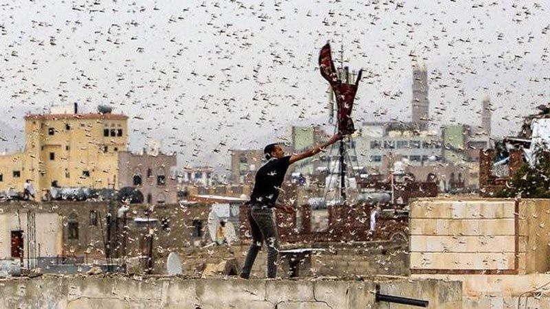 الجراد يتشتّت.. تطميناتٌ من وزير الزراعة عبر 