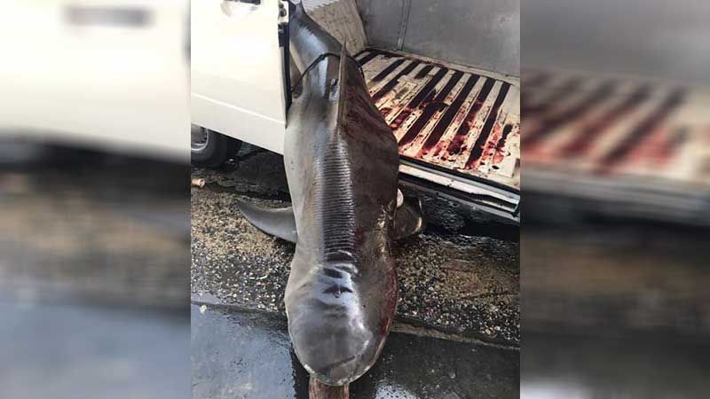 القبض على