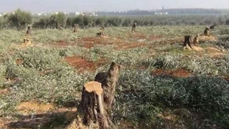 الاحتلال التركي يسرق زيتون حلب