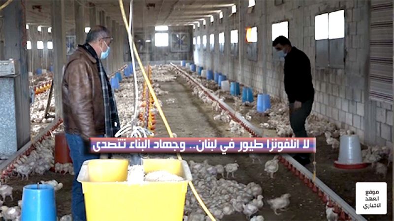 لا انفلونزا طيور في لبنان.. و"جهاد البناء" تتصدى