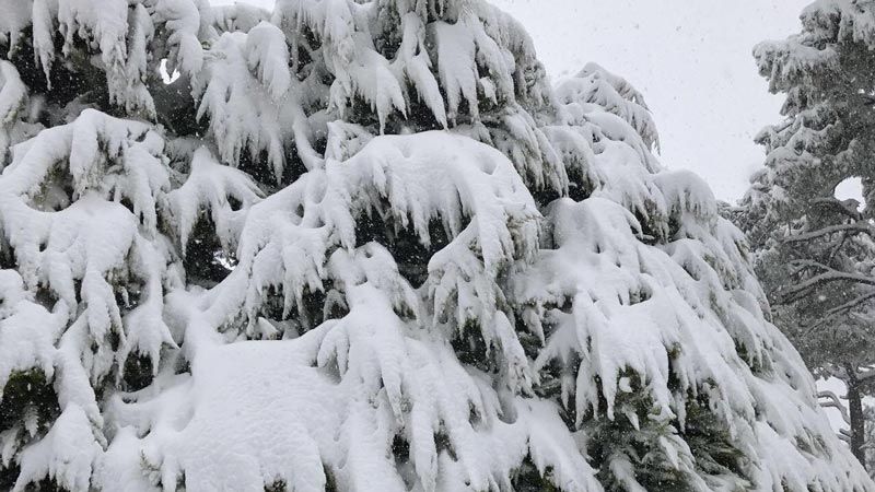 العاصفة وصلت إلى لبنان .. أسبوع جليدي "أيسلاندي" والثلوج على السواحل