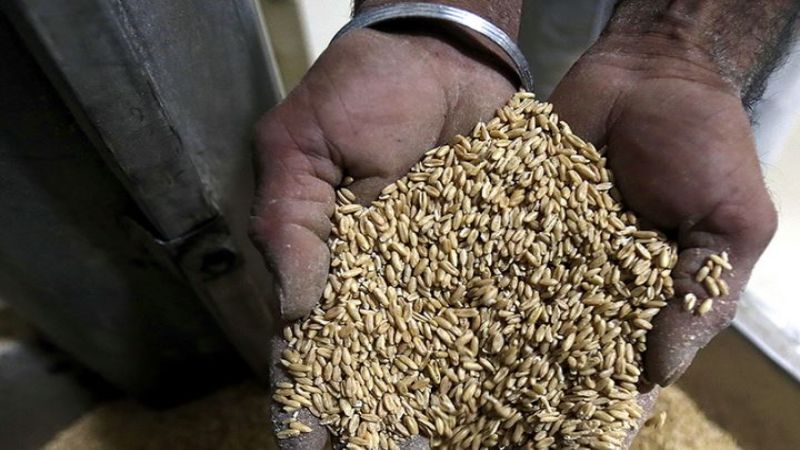 خطّة وزارة الزراعة يعطّلها «افرام»: لا قمح هذا العام!